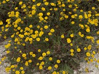 Anacyclus radiatus 3, Saxifraga-Willem van Kruijsbergen